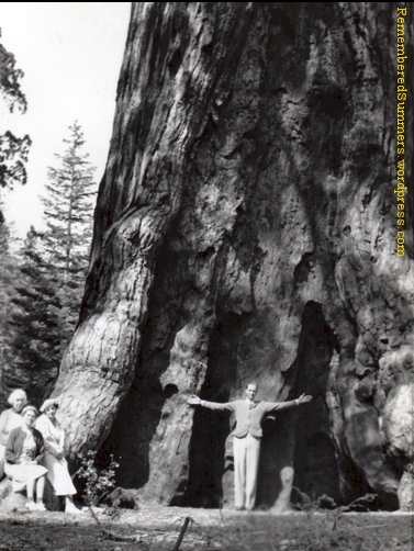 My 6' 4" father showing how big a tree is on a visit to Yosemite; 1930s.